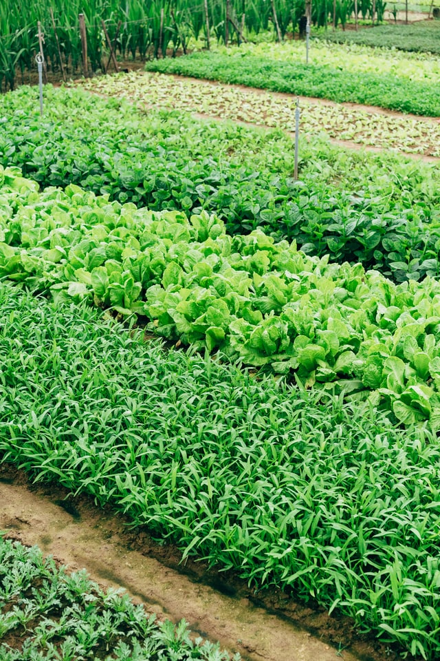 Légumes et plantes vertes poussant dans un champ