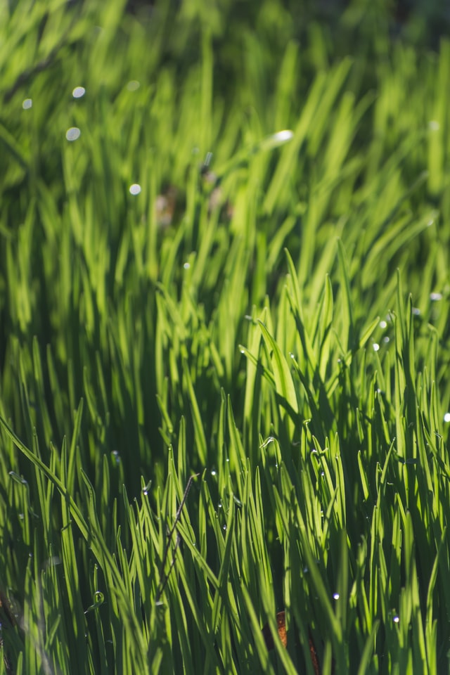 Gros plan sur des brindilles d'herbe