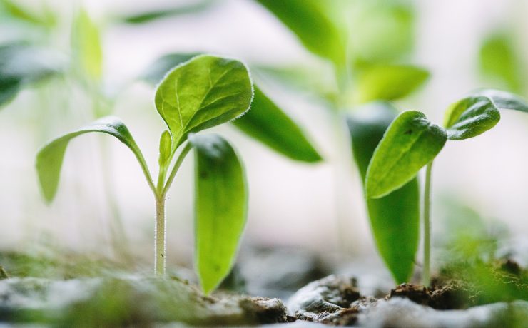 Gros plan sur deux petites plantes vertes poussant sous la terre