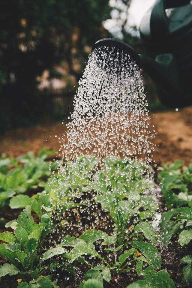 Arrosoir qui arrose avec de l'eau un champs de plante poussant sous la terre